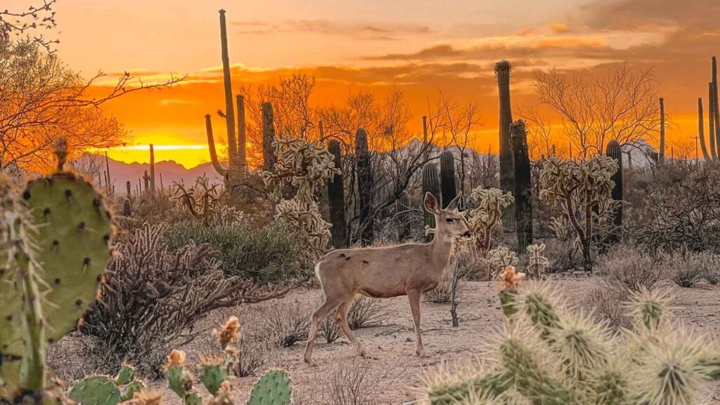 The Casita As Featured In Desert Mag The Joshua Tree House