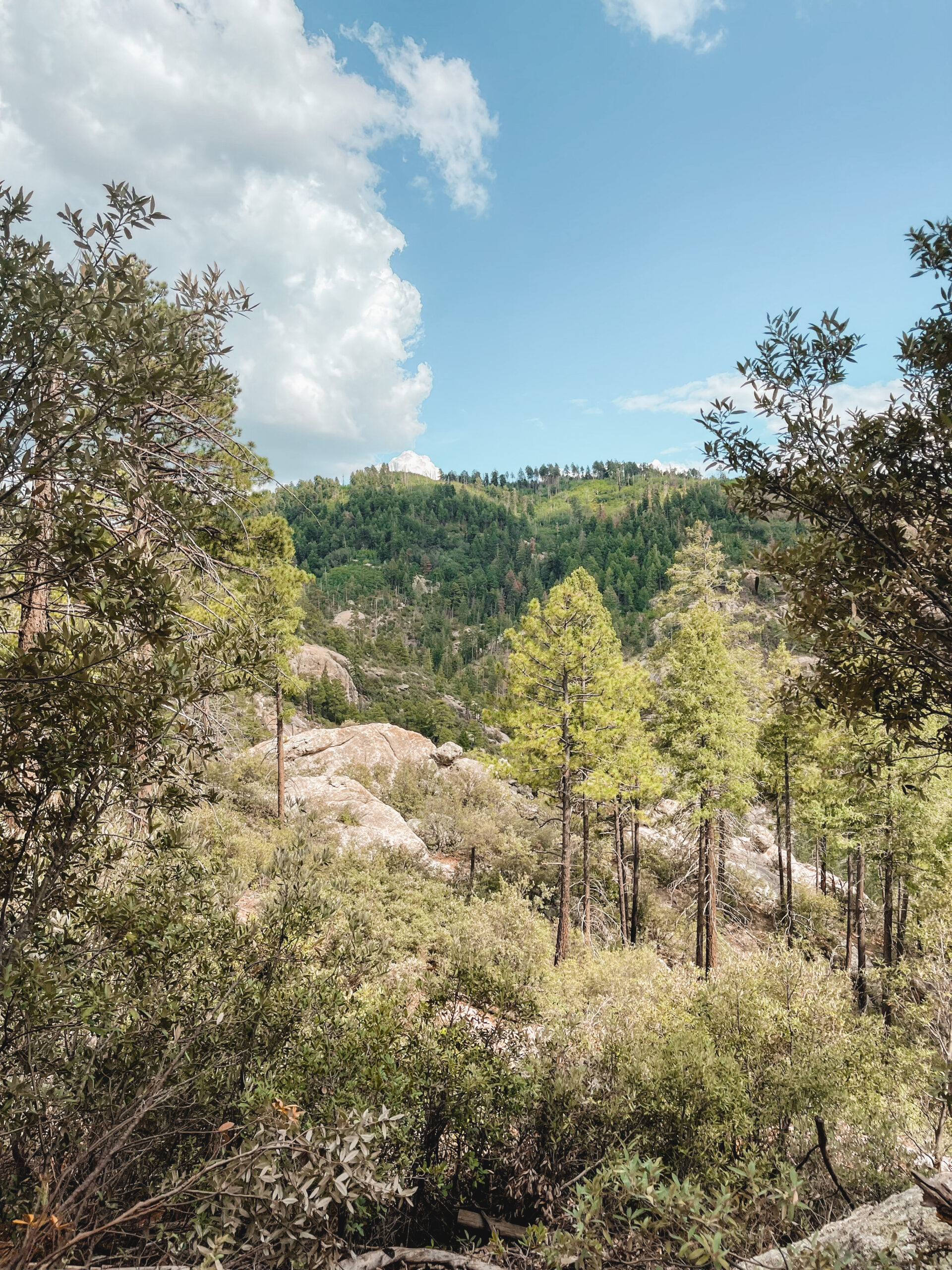 Best hikes mt outlet lemmon