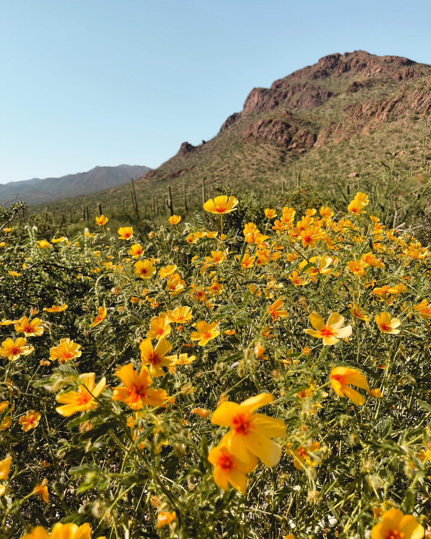 Arizona wildflowers 2023: Photos of the 'superbloom