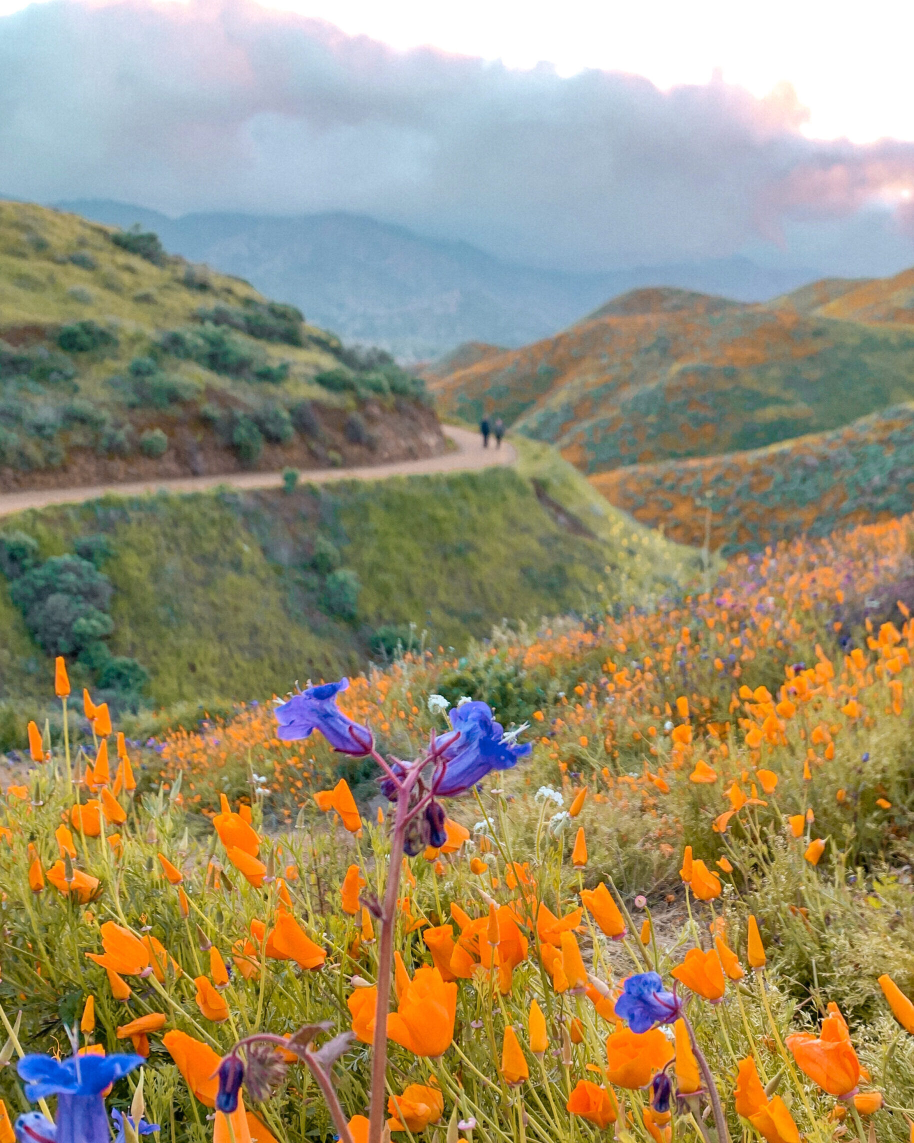 When will the wildflower super bloom happen in the California desert?