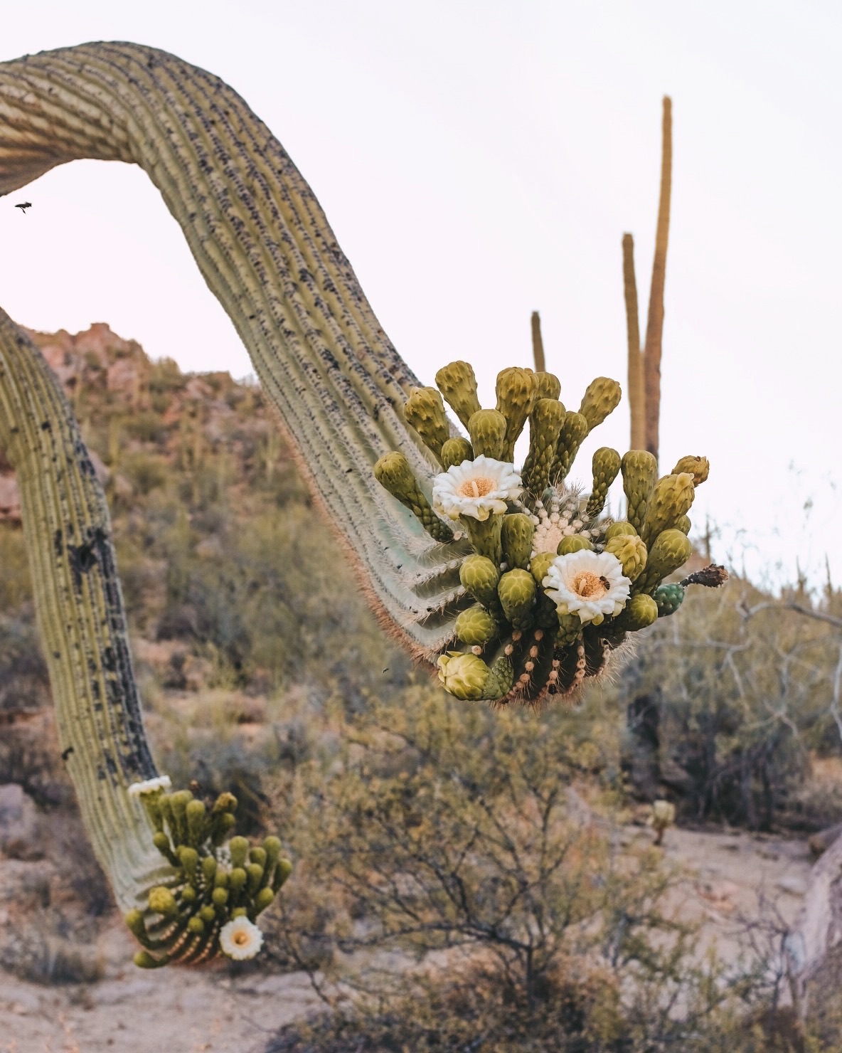 Irregular 'side blooms' on saguaros signify a parched desert, News