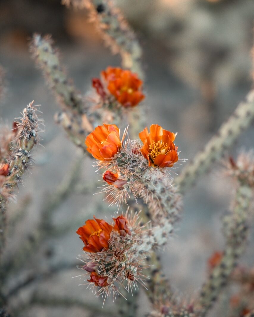 cactus flower