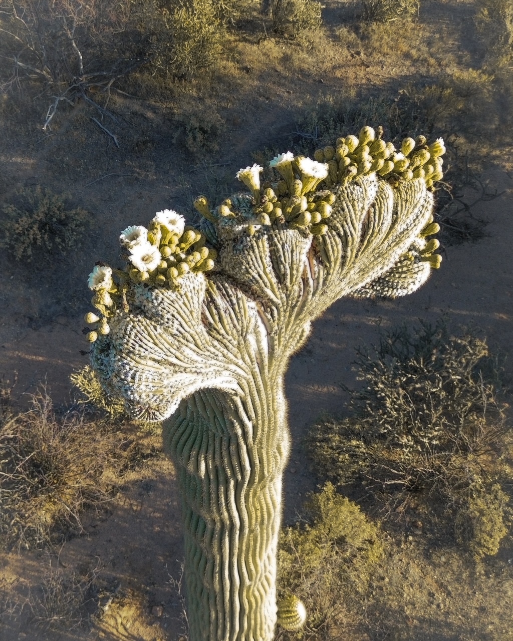 saguaro cactus flower pink