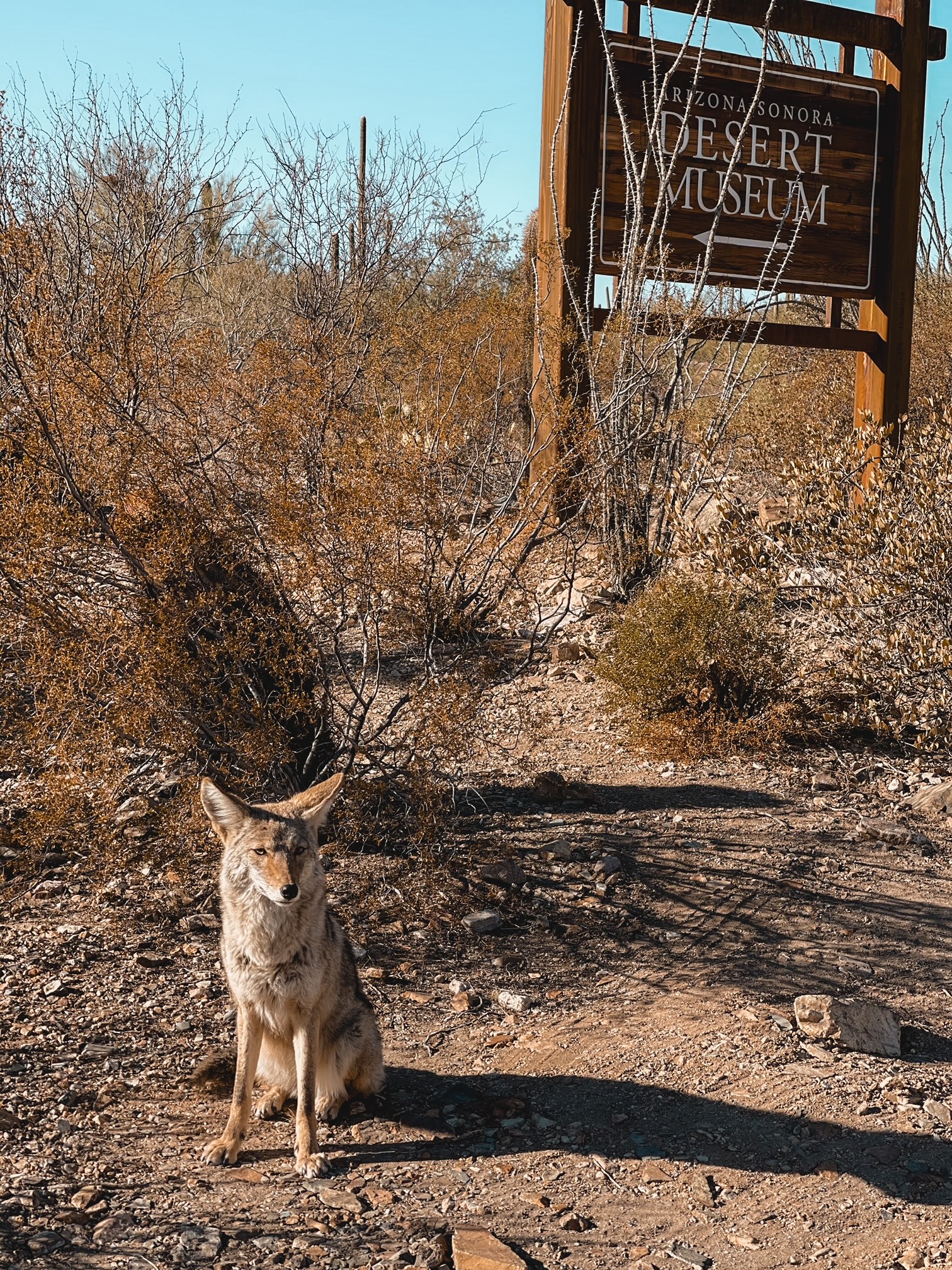 Coyote, Arizona-Sonora Desert Museum, Arizona