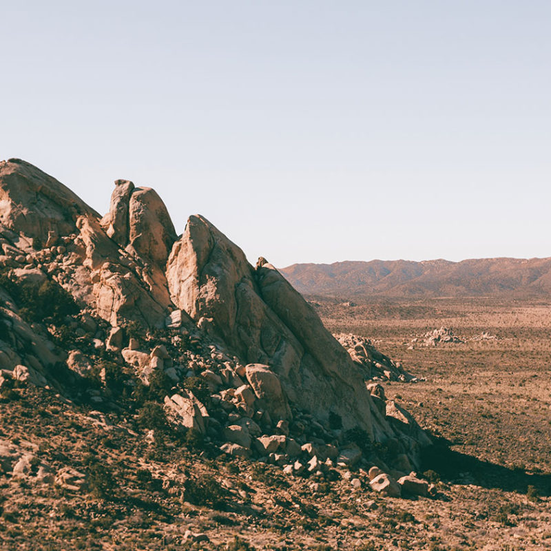 The Joshua Tree – The Joshua Tree House